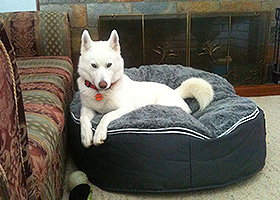 Pet Lounger Inspiration